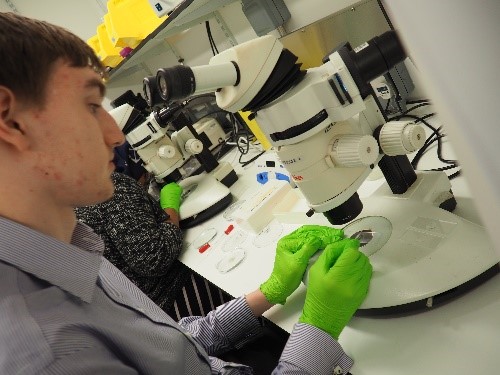 Investigating zebrafish with in2scienceUK – ARCHIVE