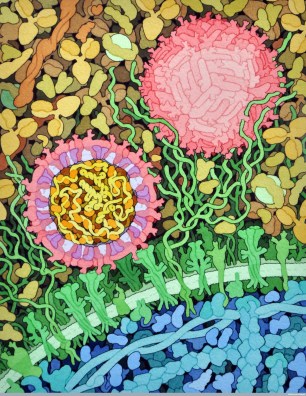B0011317 Zika virus, illustration