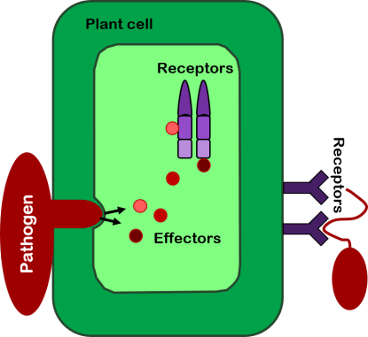 Plant_immunity_diagram