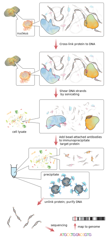 512px-Chromatin_immunoprecipitation_sequencing.svg