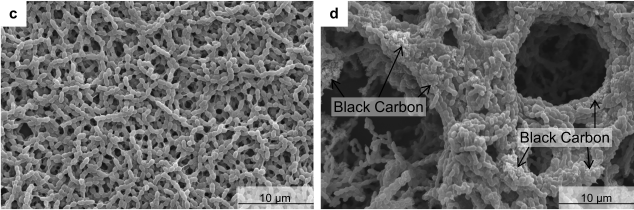figure 1 s. pnemoniae biofilm