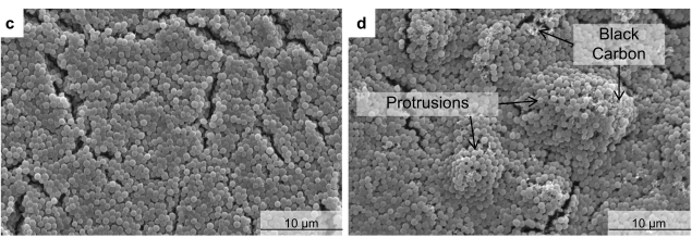figure 2 s.aureus biofilm