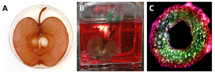 Cellulose Apple Scaffolds