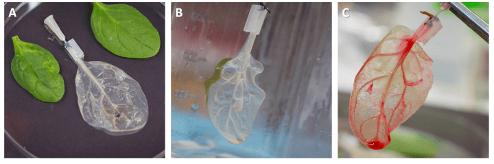Decellularised spinach heart